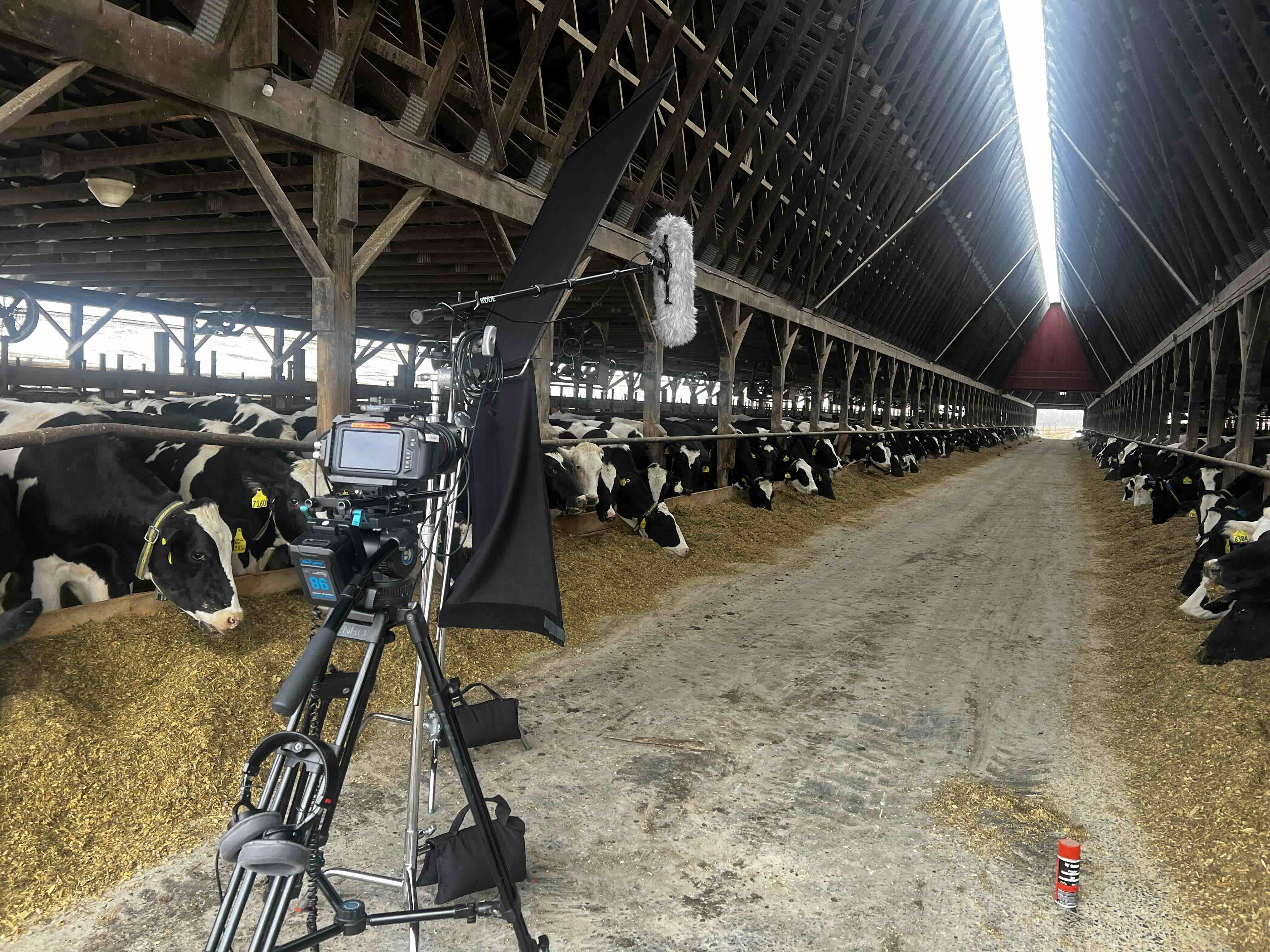 RetroMotion documentary camera and boom microphone set up in the center aisle of a Vermont dairy barn, with rows of Holstein cows feeding on either side